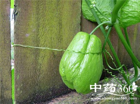 慢性胃炎食疗方法 佛手味美养你的胃(2)