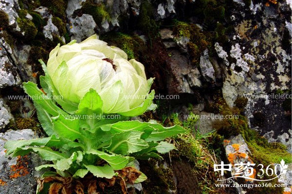 xuelianhuadegongxiao