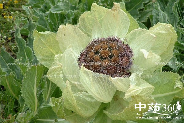 xuelianhuadegongxiao