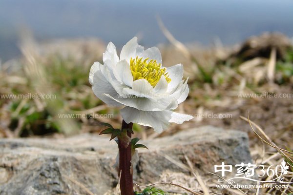 xuelianhuadegongxiao