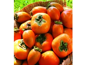 �����ӵĽ��� ���������ӵ�6��ע������