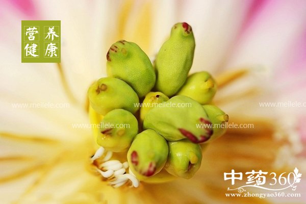 lianzideyingyangjiazhi