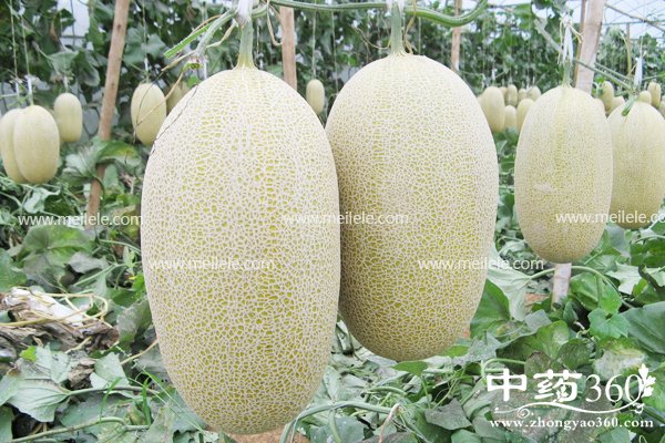 tianguadegongxiaoyuzuoyong