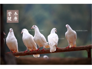 �������Ĺ�Ч������ ����������