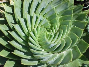 «������������ ����������к���ζ��