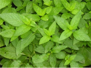 ����Ҷ��ô�Խ��� 4��Է��ǻ��������