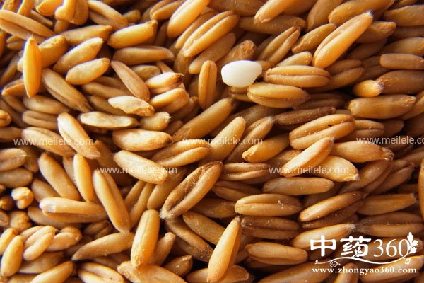 yanmaipiandegongxiao