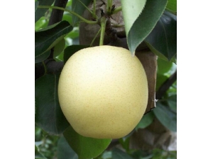 ��ʲô��˥�� Ů�˿�˥�ϱسԵ�5��ˮ��