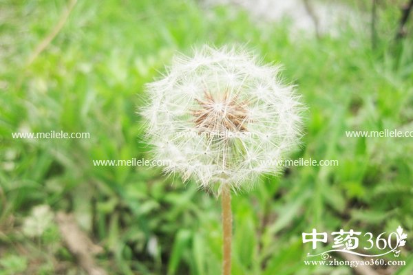 pugongyingpaoshuihedegongxiao