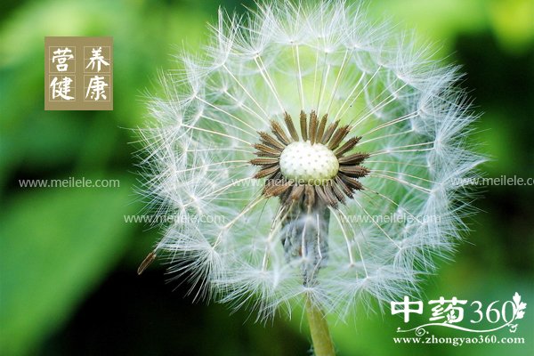 pugongyingpaoshuihedegongxiao