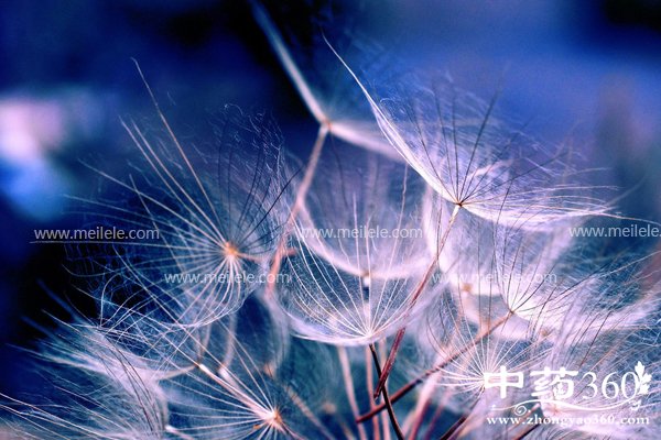 pugongyingpaoshuihedegongxiao