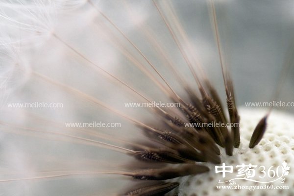 pugongyingpaoshuihedegongxiao