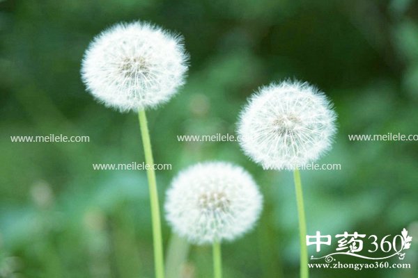 pugongyingpaoshuihedegongxiao