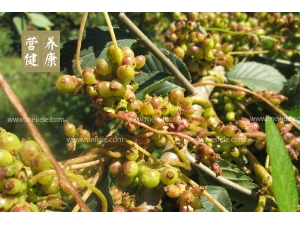 ��˿�ӵĹ�Ч�����ü����� ��˿�ӳԷ�����