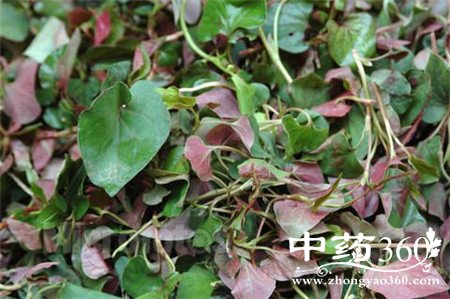 鱼腥草怎么煲汤 搭配一物营养加倍