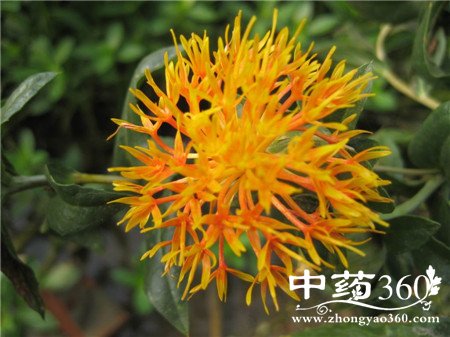 吃红片花会导致不孕吗 这些事情你知道吗