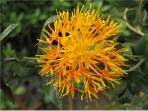 吃红片花会导致不孕吗 这些事情你知道吗