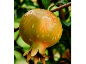 ��ʲô��˥�� �ܰ������ס���������ˮ��