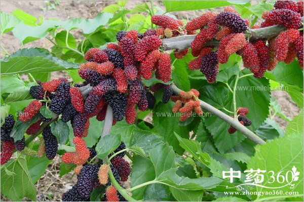 sangshenzidegongxiaoyuzuoyong