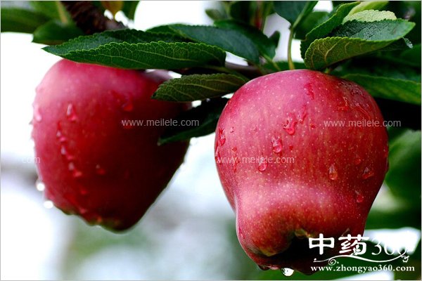 sheguodeyingyangjiazhi