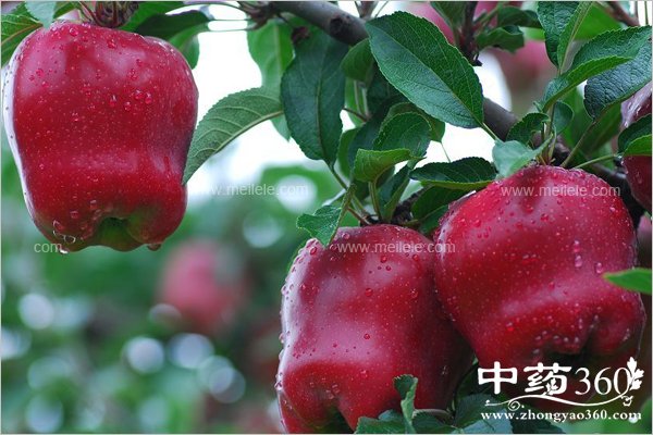 sheguodeyingyangjiazhi