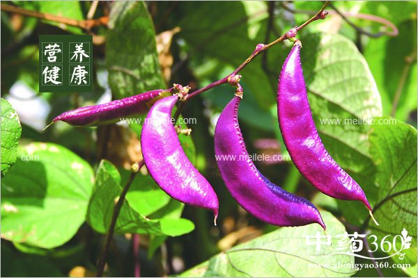 biandoudegongxiaoyuzuoyong