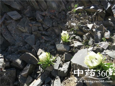 天山雪莲泡酒配方 看到就赶紧收藏