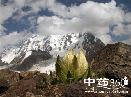天山雪莲泡酒配方 看到就赶紧收藏(3)