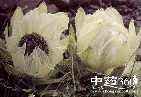 天山雪莲泡酒配方 看到就赶紧收藏(2)