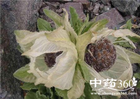 天山雪莲泡酒配方 看到就赶紧收藏(3)