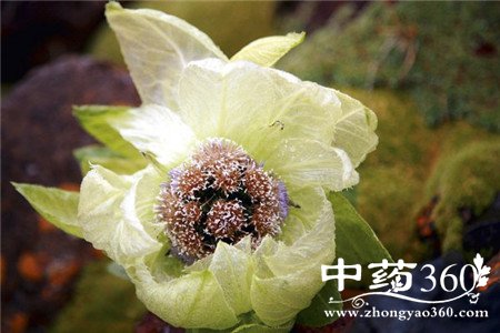 天山雪莲泡酒配方 看到就赶紧收藏