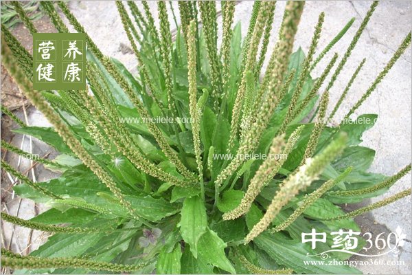 cheqianzidegongxiaoyuzuoyong