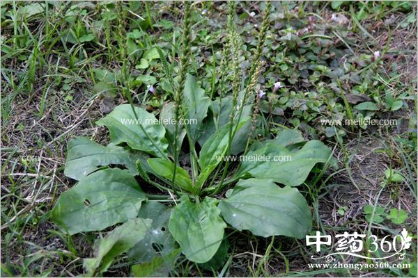 cheqianzidegongxiaoyuzuoyong