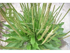 ǰӵĹЧ ǰӵӪֵʳ÷ȫ⣡