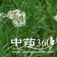 韭菜花