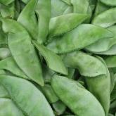 <a href='https://www.zhongyao360.com/z/biandou/' target='_blank'>扁豆</a>