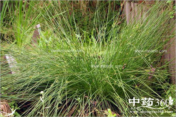 dengxincaodegongxiaoyuzuoyong