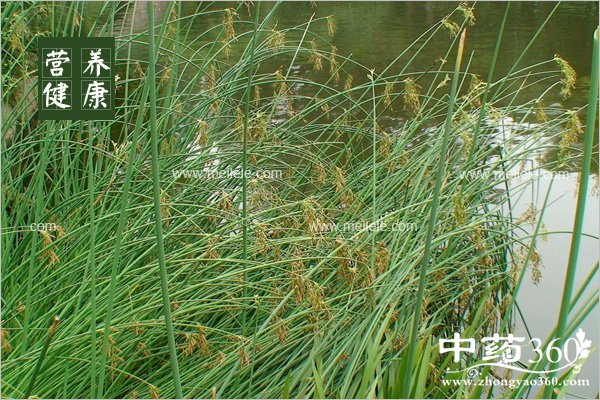 dengxincaodegongxiaoyuzuoyong