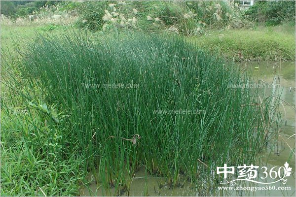 dengxincaodegongxiaoyuzuoyong