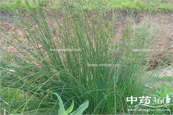 dengxincaodegongxiaoyuzuoyong