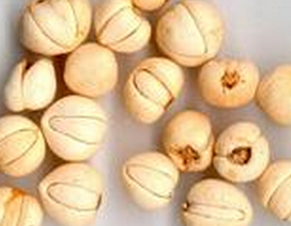 川贝母的临床应用