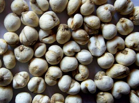 川贝母的食用方法