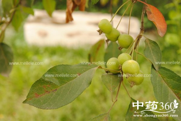 shaguodeyingyangjiazhi