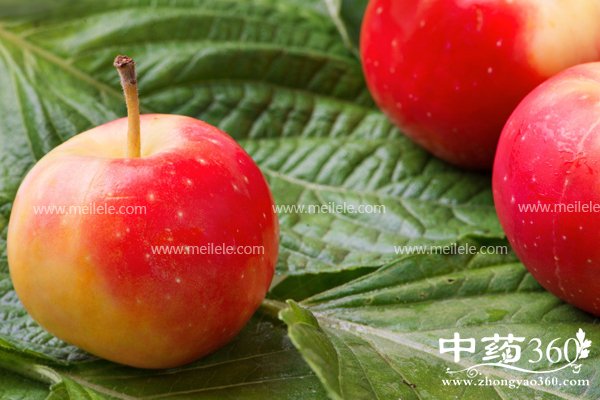 shaguodeyingyangjiazhi