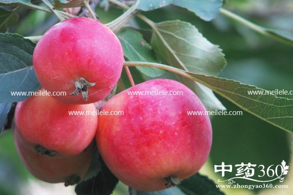 shaguodeyingyangjiazhi