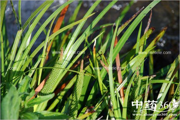 shichangpudefuzuoyong