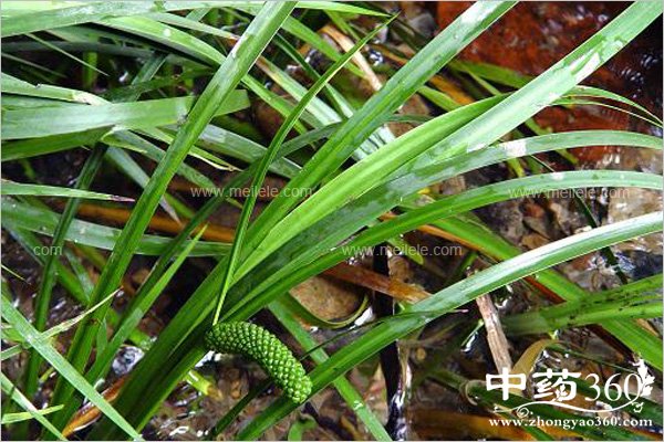 shichangpudefuzuoyong