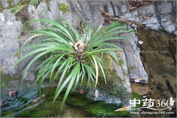 shichangpudefuzuoyong