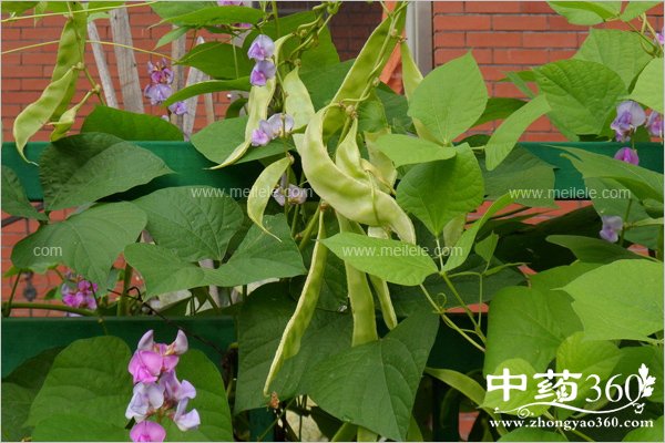 danguchundezhengchangzhi