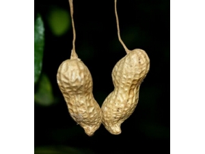 ���з���ܳ�ʲô ���з��˵�����ʳ��